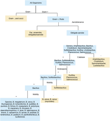 Vertebrate Classification | Visual Paradigm User-Contributed Diagrams ...